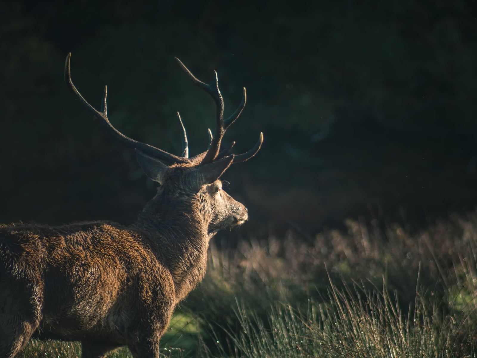 A red deer stag standing in a grassy meadow in morning light in Killarney along the Ring of Kerry.