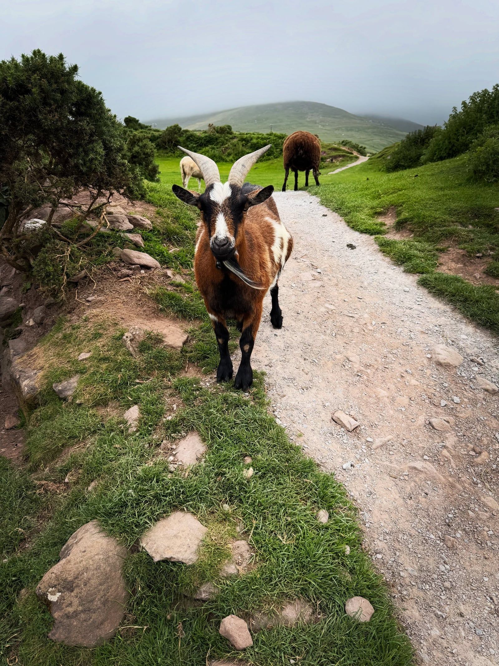 Foto eines Besuchers der Ring of Kerry-Tour
